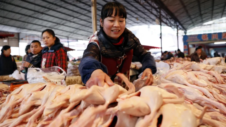 China amplia produção de frango e ameaça disputar mercado dominado pelo Brasil