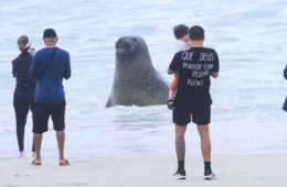 Boto-cinza é encontrado ferido na Baía de Guanabara, no Rio