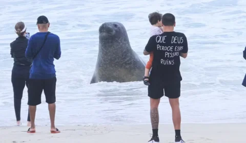 Boto-cinza é encontrado ferido na Baía de Guanabara, no Rio