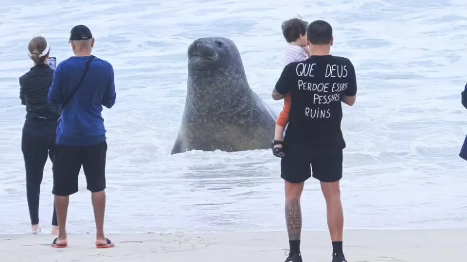 Boto-cinza é encontrado ferido na Baía de Guanabara, no Rio