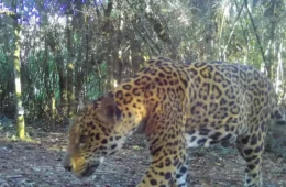 Nova onça-pintada é flagrada no Parque Nacional do Iguaçu e ganha nome em guarani