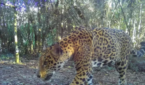 Nova onça-pintada é flagrada no Parque Nacional do Iguaçu e ganha nome em guarani