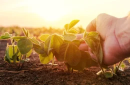 Banco do Brasil reduz crédito ao agronegócio em 44% e acende alerta para grandes produtores