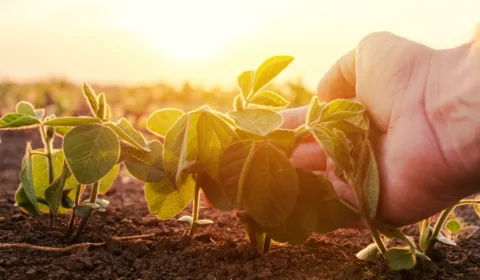 Banco do Brasil reduz crédito ao agronegócio em 44% e acende alerta para grandes produtores
