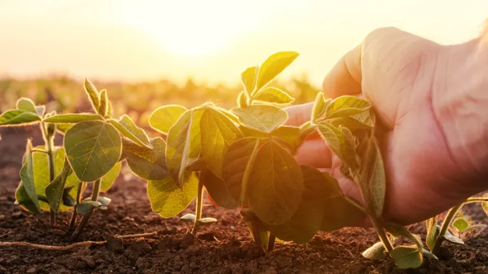 Banco do Brasil reduz crédito ao agronegócio em 44% e acende alerta para grandes produtores