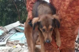 Emocionante: cachorro é encontrado vivo após desabamento em Niterói
