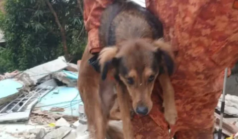 Emocionante: cachorro é encontrado vivo após desabamento em Niterói