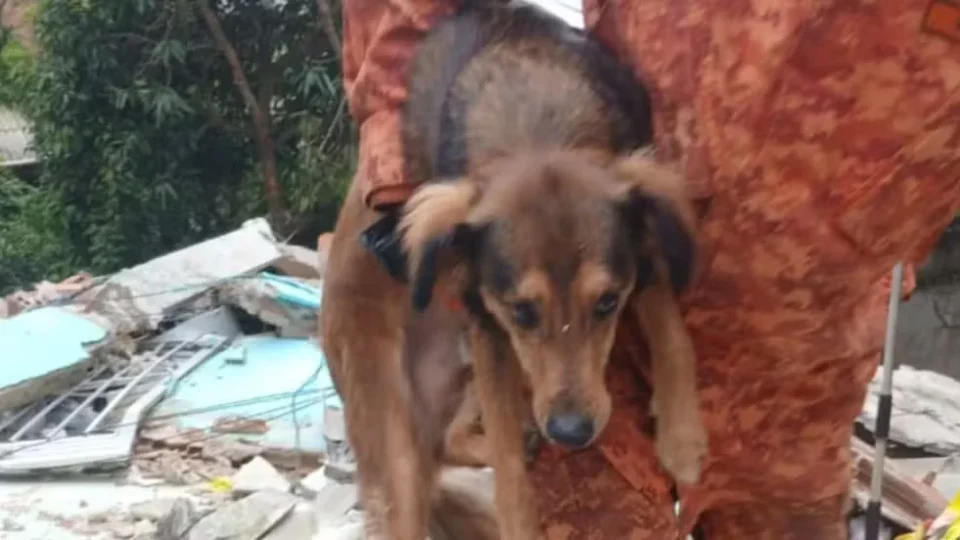 Emocionante: cachorro é encontrado vivo após desabamento em Niterói