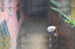 Câmeras flagram homem dando choques e jogando água em cachorro no DF