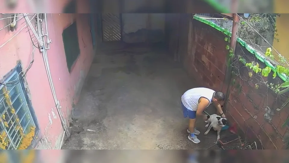 Câmeras flagram homem dando choques e jogando água em cachorro no DF