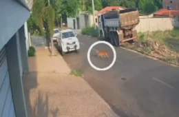Onça surpreende moradores ao caminhar por rua de cidade em Goiás; veja vídeo