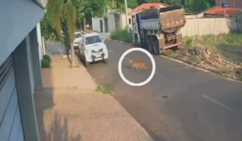 Onça surpreende moradores ao caminhar por rua de cidade em Goiás; veja vídeo