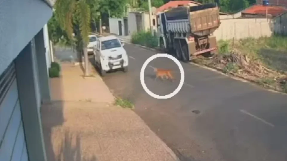 Onça surpreende moradores ao caminhar por rua de cidade em Goiás; veja vídeo
