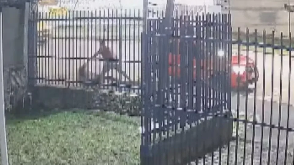 Vídeo mostra passageira sendo puxada pelos cabelos e jogada na calçada por motorista de app