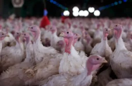 Arábia Saudita suspende compra de frango de Santa Catarina e amplia pressão sobre o agro brasileiro