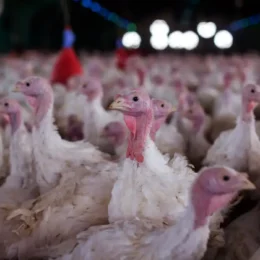 Arábia Saudita suspende compra de frango de Santa Catarina e amplia pressão sobre o agro brasileiro