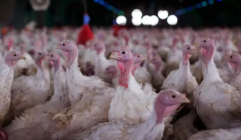 Arábia Saudita suspende compra de frango de Santa Catarina e amplia pressão sobre o agro brasileiro