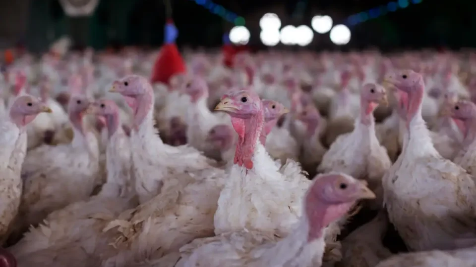 Arábia Saudita suspende compra de frango de Santa Catarina e amplia pressão sobre o agro brasileiro