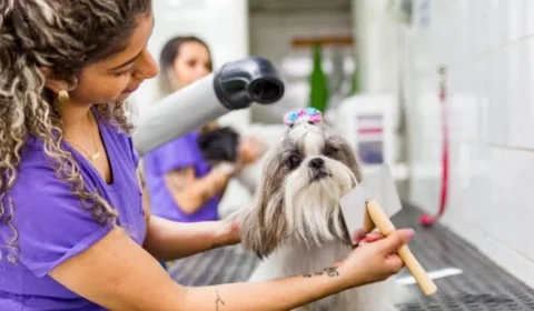 Banho e tosa em BH tem diferença de até R$ 280; transporte pet sobe 47%