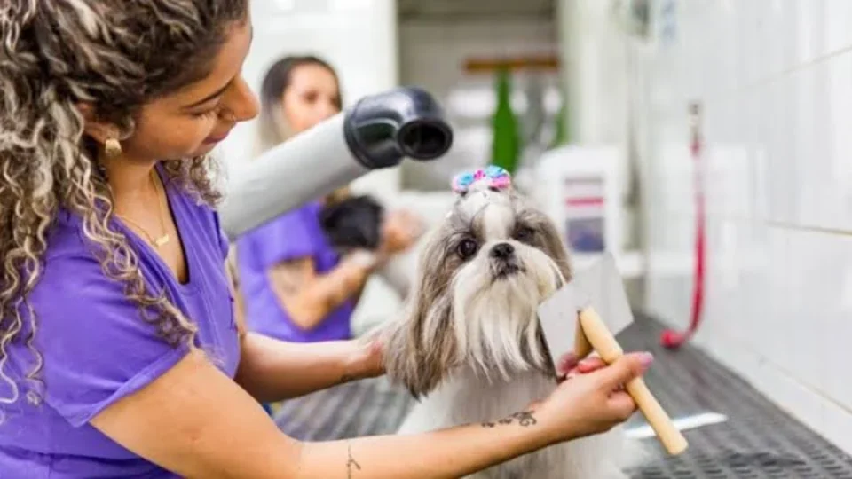 Banho e tosa em BH tem diferença de até R$ 280; transporte pet sobe 47%