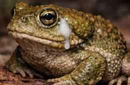Veneno de sapo contra a depressão? Spray nasal surpreende cientistas com efeito por até 8 semanas