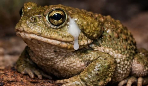 Veneno de sapo contra a depressão? Spray nasal surpreende cientistas com efeito por até 8 semanas