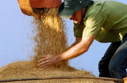 El Niño deve provocar perdas de R$ 33 bi na safra de soja no país