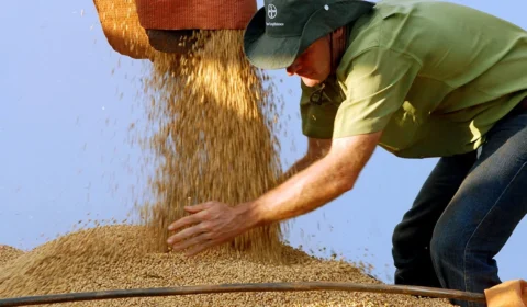 El Niño deve provocar perdas de R$ 33 bi na safra de soja no país