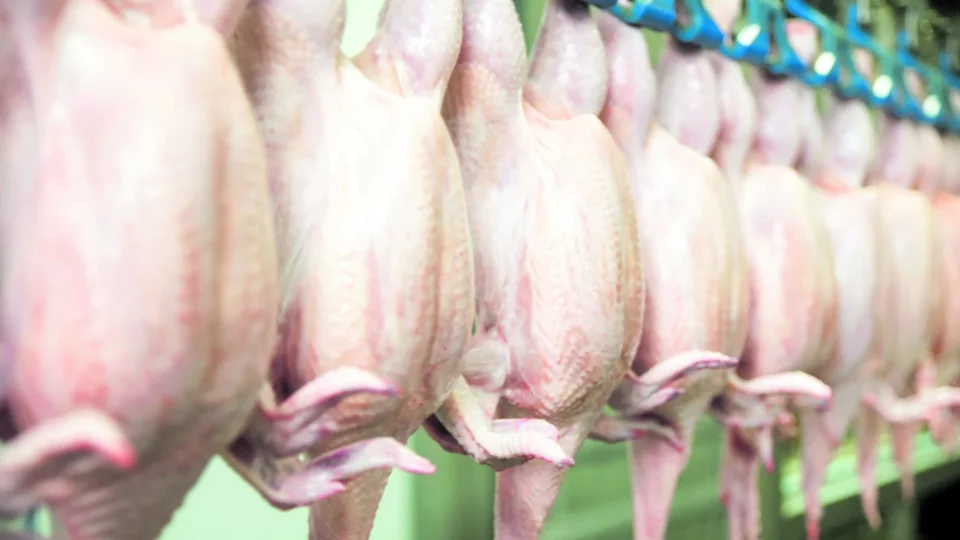 México suspende compra de frango brasileiro após confirmação de doença em granja de SC