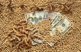 Soja, café e açúcar caem no exterior após eleição e disparada do dólar