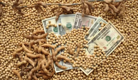 Soja, café e açúcar caem no exterior após eleição e disparada do dólar