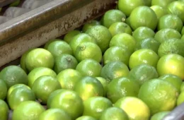 Limão-tahiti dispara mais de 220% em dois meses e expõe desafios dos produtores em São Paulo