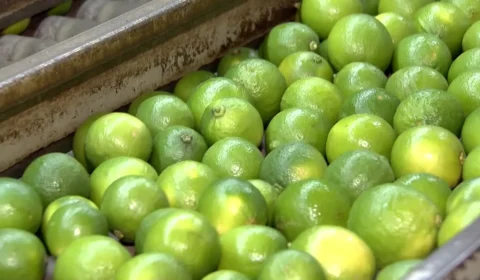 Limão-tahiti dispara mais de 220% em dois meses e expõe desafios dos produtores em São Paulo