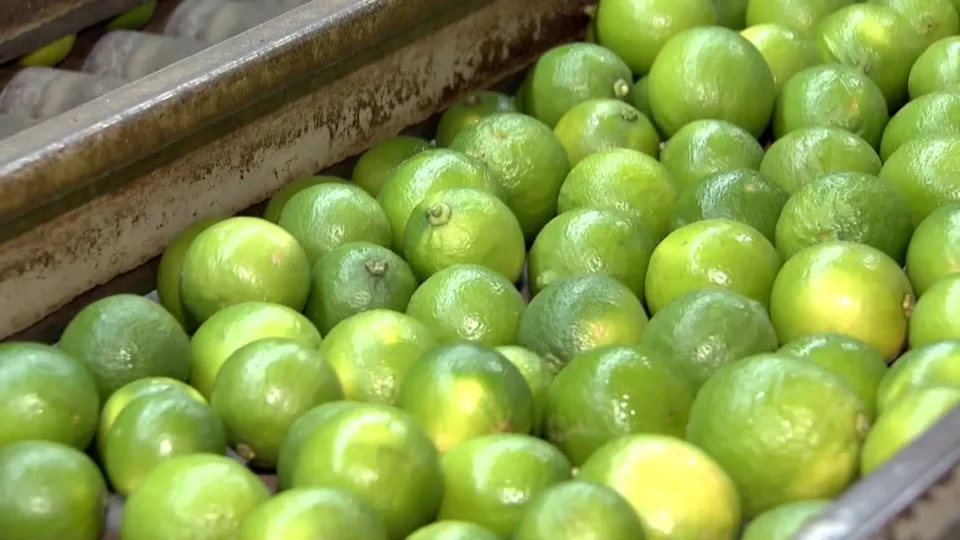 Limão-tahiti dispara mais de 220% em dois meses e expõe desafios dos produtores em São Paulo