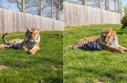 Homem morre após entrar em recinto de tigres em parque de animais na Inglaterra