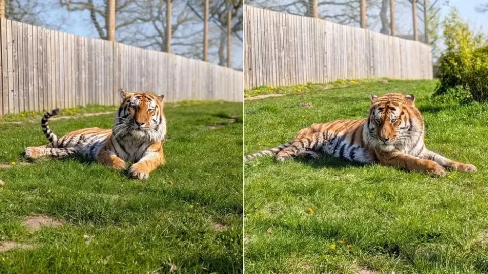 Homem morre após entrar em recinto de tigres em parque de animais na Inglaterra