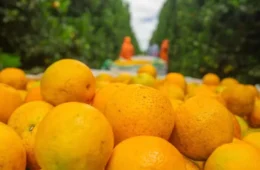 Preço da laranja cai com compras reduzidas das indústrias de suco
