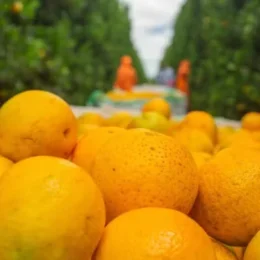Preço da laranja cai com compras reduzidas das indústrias de suco