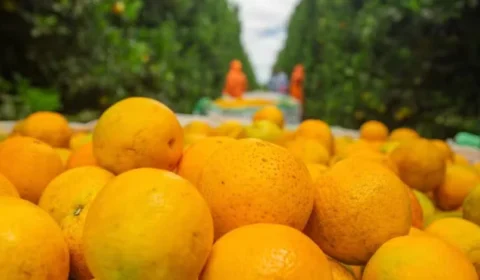 Preço da laranja cai com compras reduzidas das indústrias de suco
