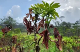 Amapá tem 15 municípios em emergência por praga que destrói mandioca
