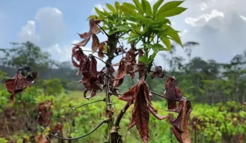 Amapá tem 15 municípios em emergência por praga que destrói mandioca