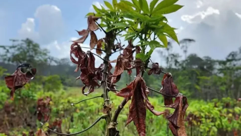 Amapá tem 15 municípios em emergência por praga que destrói mandioca
