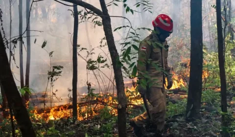 Governo do Amazonas pediu ajuda contra queimadas, mas dispensou reforço federal, diz ministério