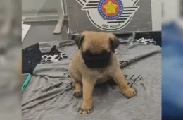Mulher esconde filhote de Pug na bolsa e furta animal de pet shop em SP