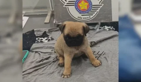 Mulher esconde filhote de Pug na bolsa e furta animal de pet shop em SP