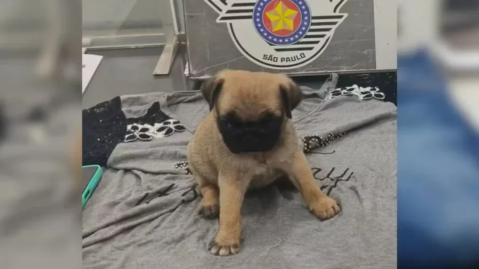 Mulher esconde filhote de Pug na bolsa e furta animal de pet shop em SP