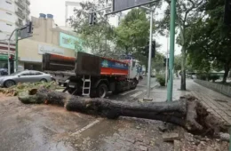Árvore de grande porte cai em Vila Isabel e interdita Boulevard 28 de Setembro