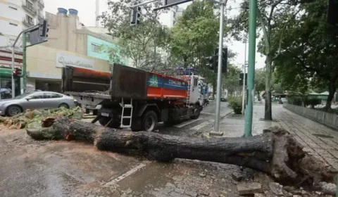Árvore de grande porte cai em Vila Isabel e interdita Boulevard 28 de Setembro
