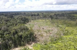 Amazonas tem área de 1,2 mil campos de futebol embargada e R$ 8,5 milhões em multas