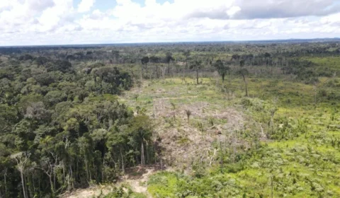 Amazonas tem área de 1,2 mil campos de futebol embargada e R$ 8,5 milhões em multas